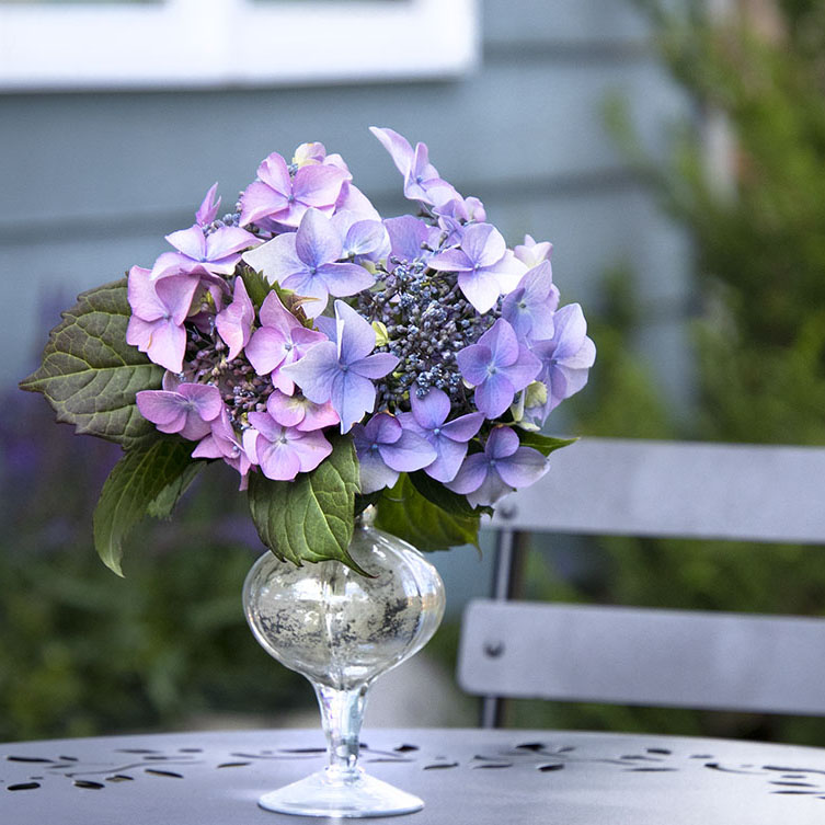 The Garden in a Vase: August Flowers and Foliage