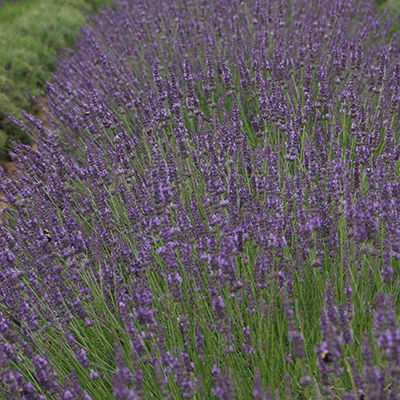 Phenomenal French Lavender