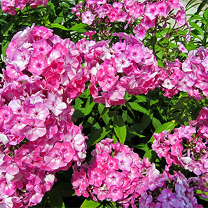 Candy Store® Bubblegum Pink™ Phlox