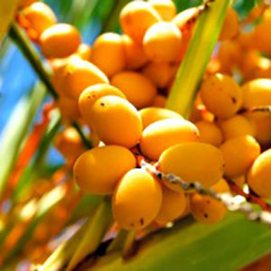 pindopalmfruit@2x