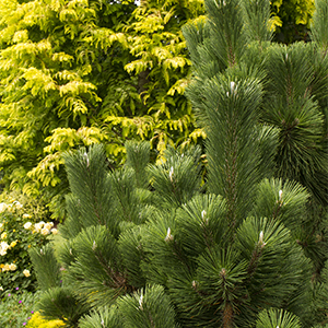 Thunderhead Japanese Black Pine