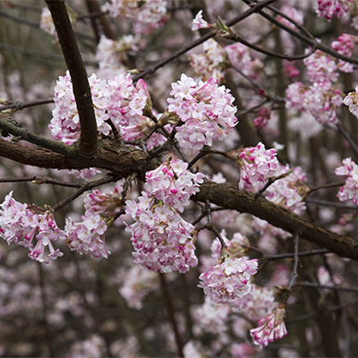 Pink Dawn Viburnum