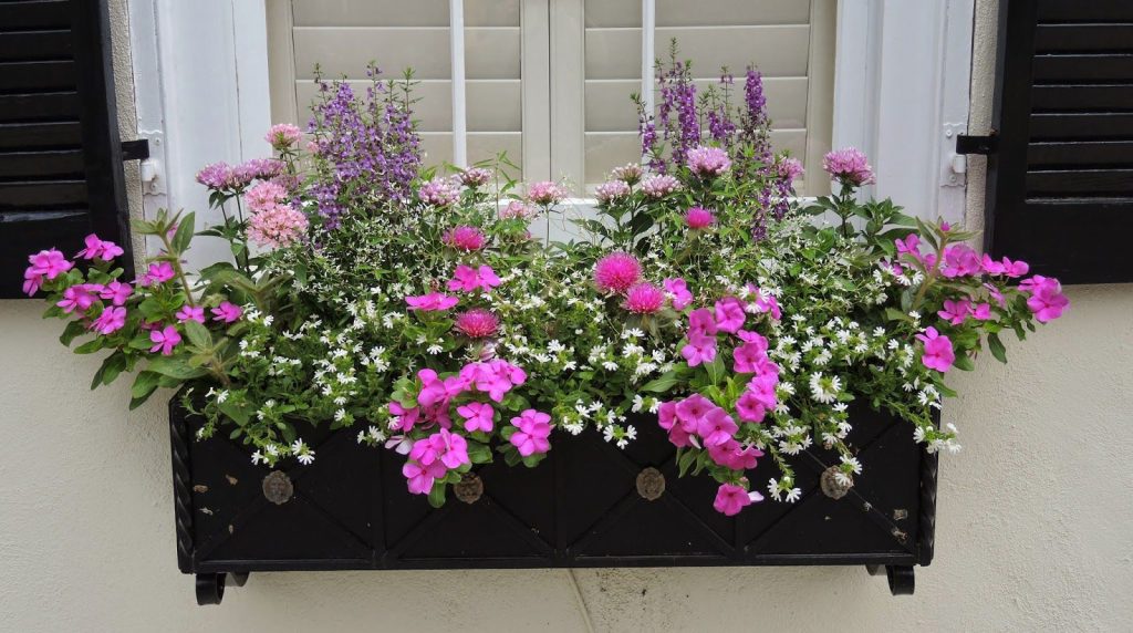 Knautia, thistles, Angelonia, Scaveola and a frothy sedum