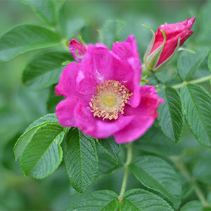 Pink Rugosa Rose