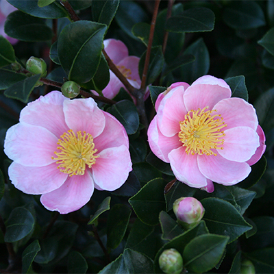 Pink-A-Boo® Camellia