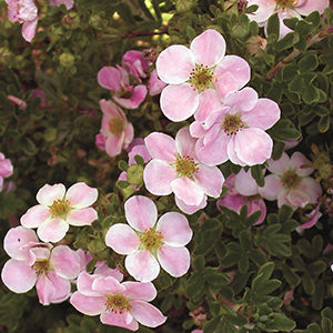 Pink Beauty Potentilla