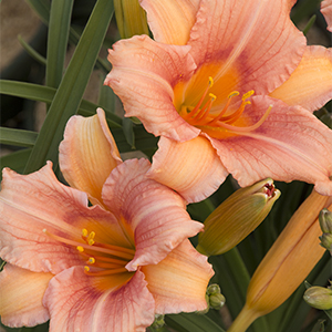 EveryDayLily™ Pink Wing Daylily