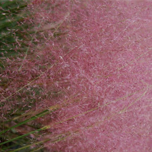 Regal Mist® Pink Muhly Grass