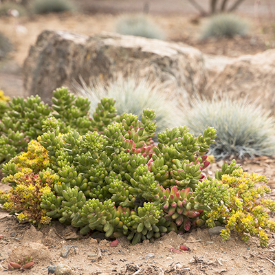 Pink Stonecrop