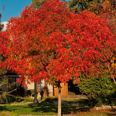 Red push pistache are very beautiful trees that provide lots of fall color.  In the autumn their foliage turns a brilliant burnt-orange. They're  fairly