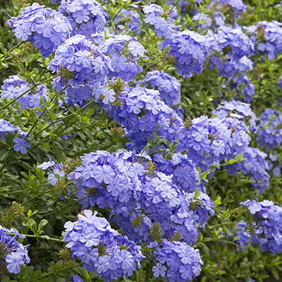 Royal Cape® Plumbago