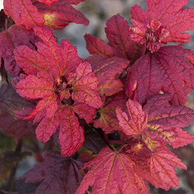 Plum Passion® Vine Maple