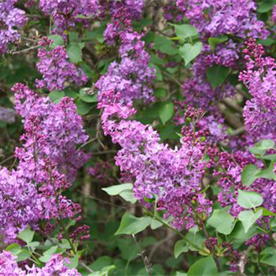 Pocahontas Canadian Lilac (Syringa x hyacinthiflora ‘Pocahontas’)