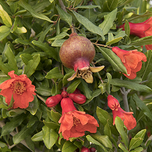 Angel Red® Pomegranate