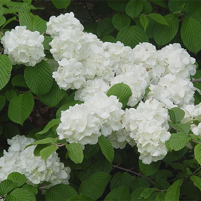 Popcorn Viburnum