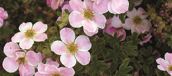 potentilla560x250