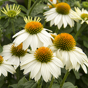 PowWow® White Coneflower