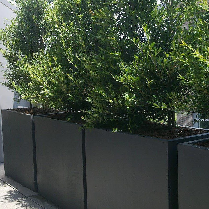 A row of tall matching containers filled with a shrubby plant makes for a wall of green