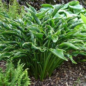 5 Ways to Design With Hostas