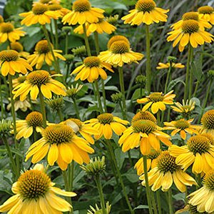 Sombrero® Lemon Yellow Coneflower