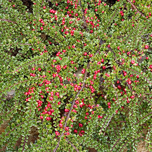 Prostrate Rock Cotoneaster