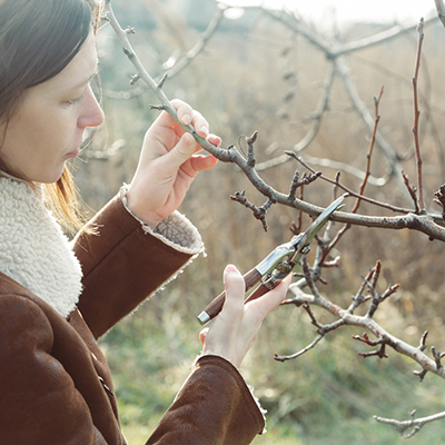 Most fruit trees love to be thinned every year