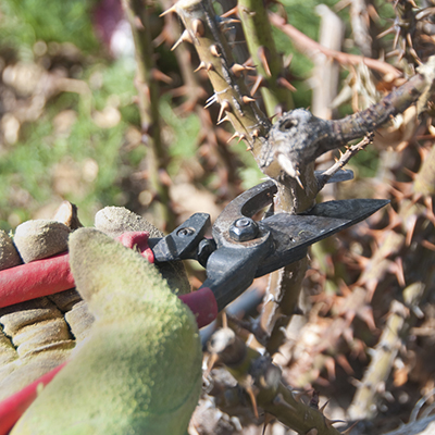 prune roses just as or before new growth emerges