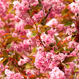 Kwanzan Flowering Cherry