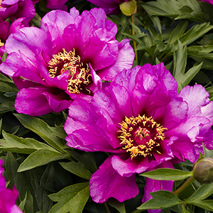 purplepeony