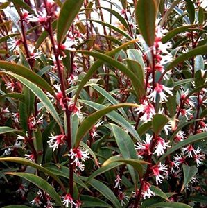 Purple Stem Sweet Box (Sarcococca hookeriana var. digyna ‘Purple Stem’)