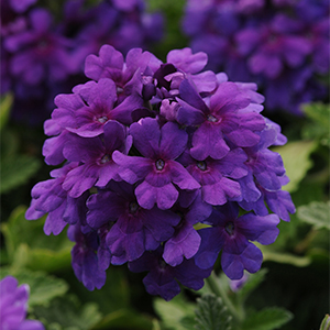purpleverbena300x300