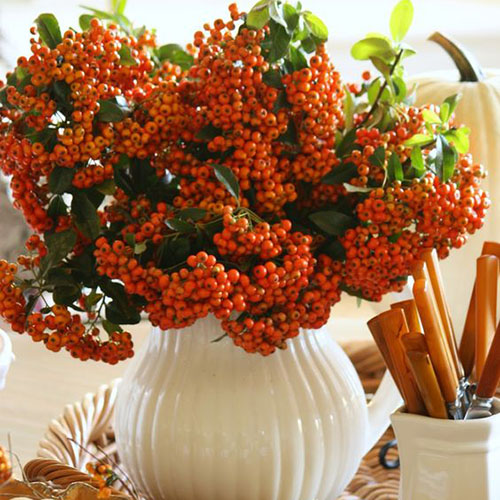 pyracantha500x500