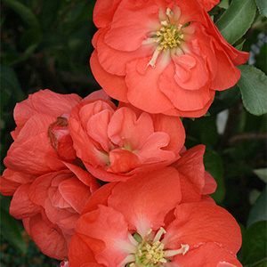 Double Take Orange™ Flowering Quince