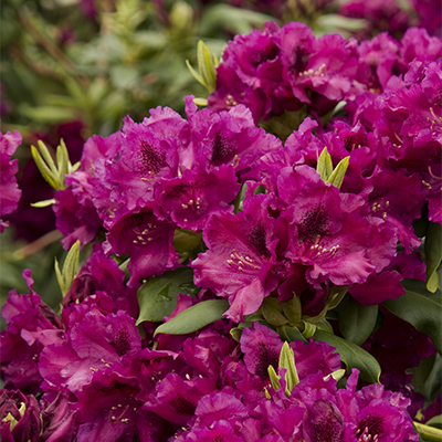 Raise the Roof® Slam Dunk Rhododendron