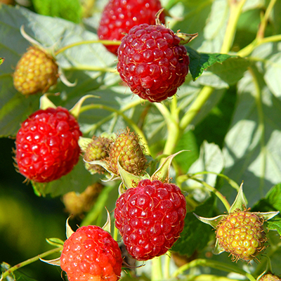 Raspberries