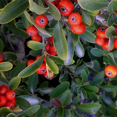 Red Elf™ Pyracantha