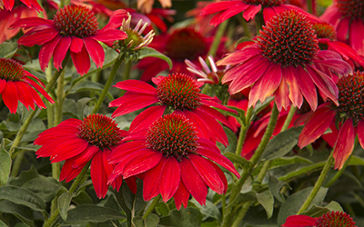 redconeflower400x250