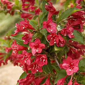 Red Prince Weigela