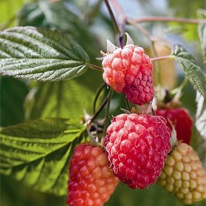 Indian Summer Raspberry