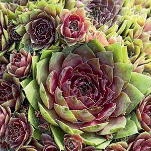 Red Rubin Hens and Chicks