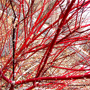 Red Twig Dogwood