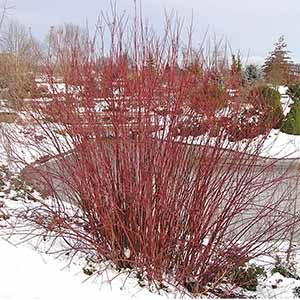 redtwigdogwood300x300-150x150@2x