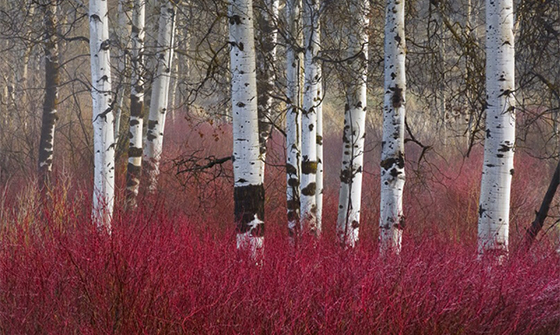 Stellar Pink Dogwood