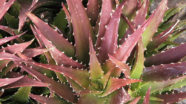 Retro Succulents® Sunset™ Aloe