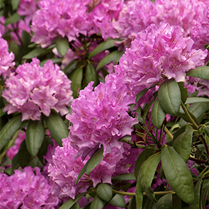 Roseum Elegans Rhododendron