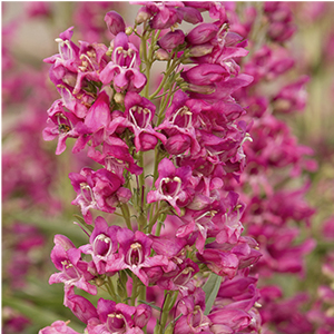 rockcandypenstemon300x300