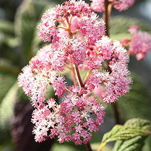 Fireworks Rodgersia