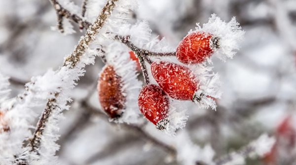 Edibles in the winter garden