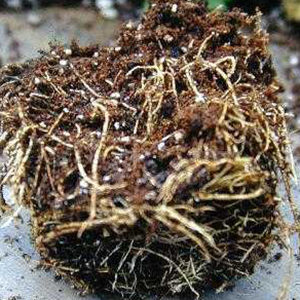 healthy plant roots