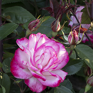 Grace N’ Grit™ Pink BiColor Rose